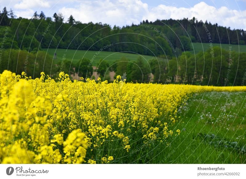 Blühendes Rapsfeld an einem sonnigen Tag im Mai raps rapsfeld gelb rapsöl blühend blüte mai jahreszeit sonne rhön thüringen warm wachsen acker himmel bäume wald