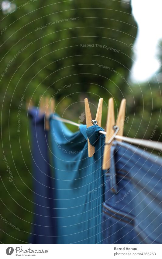 Wäsche klammern Klammer Wäscheklammern Wäscheleine Waschtag Sauberkeit Garten draußen Außenaufnahme frisch hell blau grün Holz trocknen Hausarbeit Pflanze