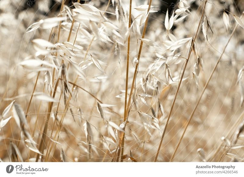 Schöne beruhigende trockenes Gras Hintergrund mit nahtlosen natürlichen Muster Atmosphäre Heu Sommerzeit Windstille Ruhe ländlich Landschaft Nahaufnahme Makro