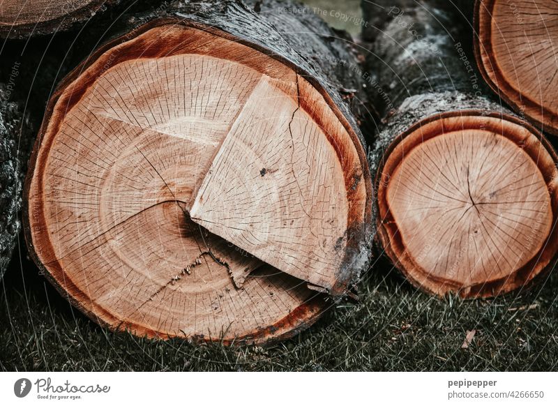 abgesägter Holzstamm ein Teil sieht aus wie ein Kuchenstück Holzschnitt Holztisch Holzbrett Holzplatte Holzwand Tag Nahaufnahme sägen Kreis Menschenleer Mauer