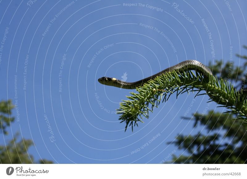 Snake_on_tree Ringelnatter Nadelbaum Fichte Schlange Klettern Tree