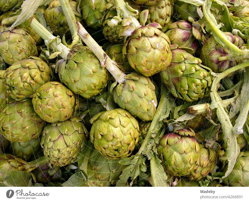 Frische grüne Artischocken auf dem Wochenmarkt in Alacati in der Provinz Izmir am Ägäischen Meer in der Türkei Frucht Gemüse Pflanze Cynara cardunculus