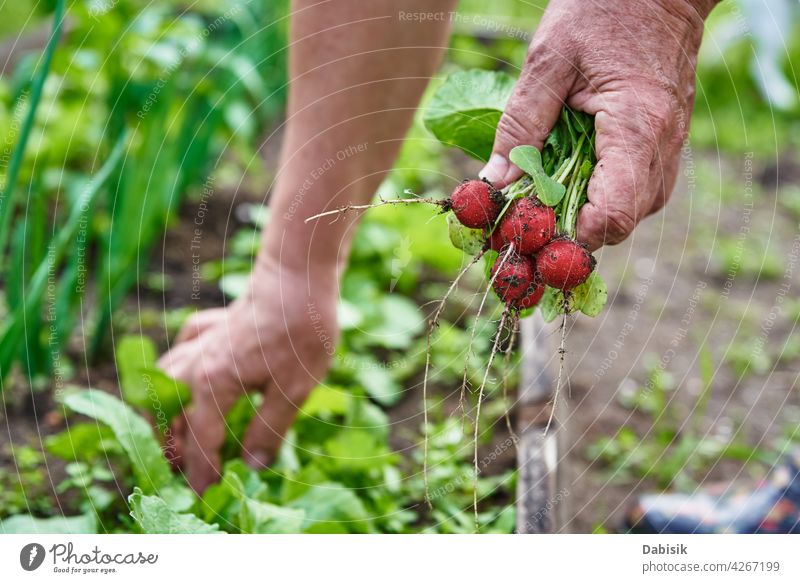 Frische Bio-Rettichernte in Frauenhand Landwirt organisch Lebensmittel Ernte Gartenarbeit natürlich Gemüse frisch Hinterhof Hände Pflanze Gesundheit Hand