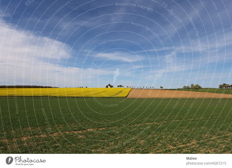 Frühlingslandschaft mit Wiesen und Feldern an einem sonnigen Tag Gras grün Sommer Natur Himmel Landschaft Szene schön Saison ländlich Sonne Pflanze blau Umwelt