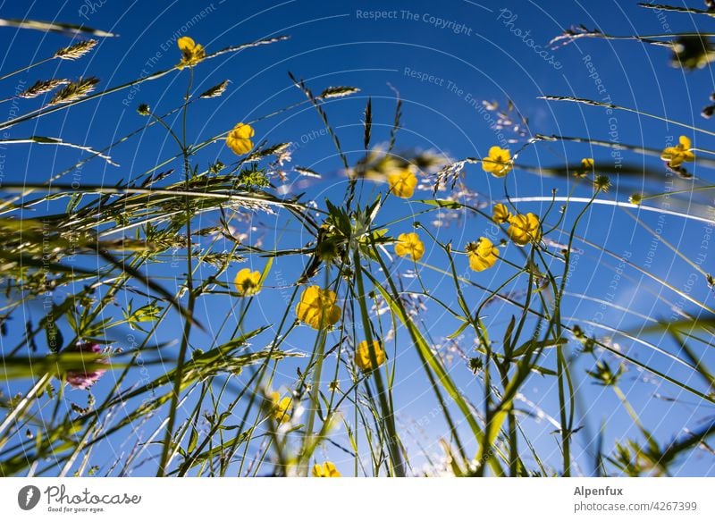 Allergiker Alptraum Wiese Wiesenblume Blume Blüte Sommer Blumenwiese Frühling Außenaufnahme Farbfoto Natur Menschenleer Blühend Pflanze Garten grün Gras