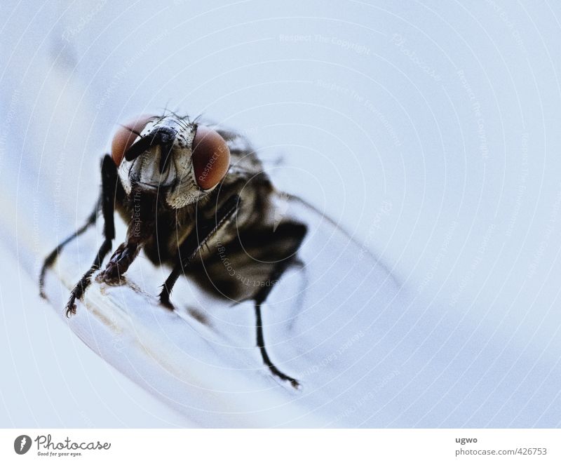 auge um auge.... Teller Tier Fliege Tiergesicht Auge grau weiß Farbfoto Innenaufnahme Nahaufnahme Menschenleer Zentralperspektive