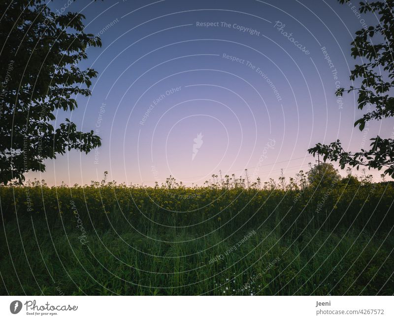 Rapsblüte und blauer Abendhimmel Rapsfeld Feld gelb grün Blüte blühen Pflanze Landwirtschaft Ackerbau Sommer Frühling Himmel eingerahmt