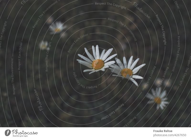 Kleine Margeriten im Sonnenlicht gelber Punkt gelbe Mitte Wiesenblume weiße Blume Leucanthemum Wildblume Sommerwiese Garten Frühsommer Natur Blüte grün