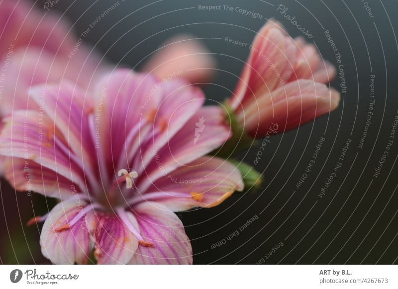 Lewisia cotyledon, auch bekannt als Bitterwurz oder Porzellanröschen porzellanröschen bitterwurz blume blüte blütenblätter floral natur pflanze garten