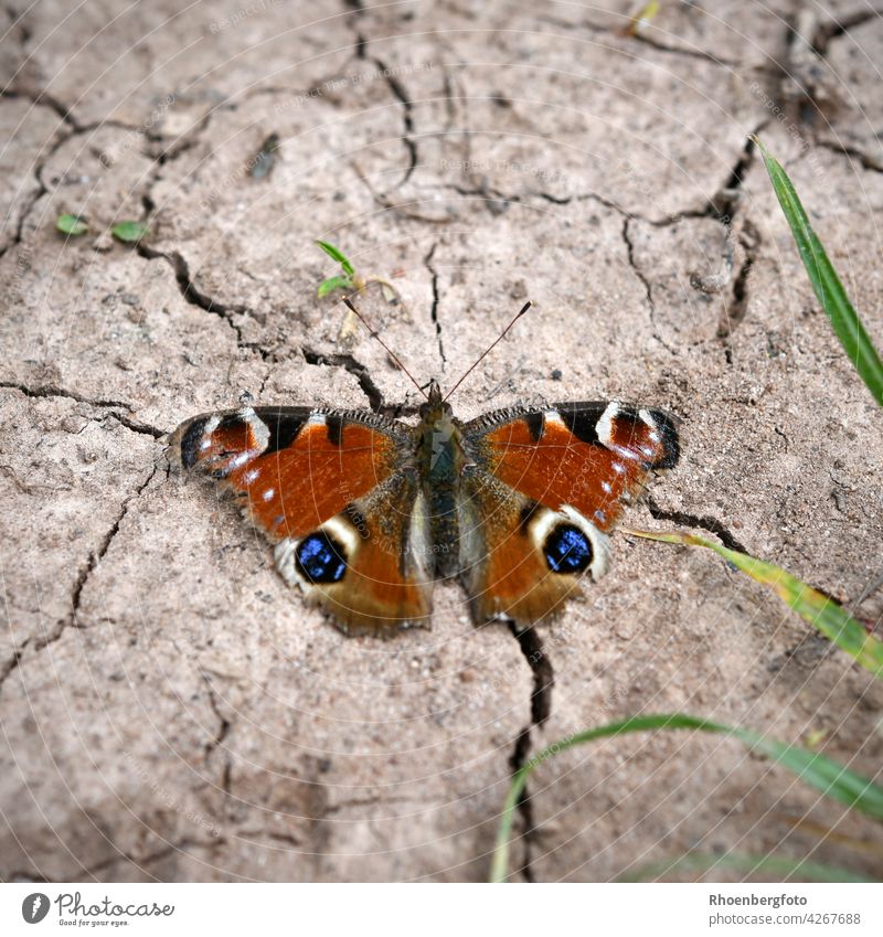 Tagpfauenauge auf einem vertrockneten Feldboden tagpfauenauge aglais io schmetterling fliegen flügel erde feld acker trocken dürre warm hitze hitzewelle