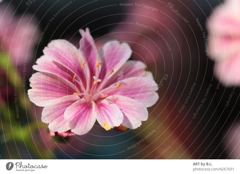 Lewisia cotyledon, auch bekannt als Bitterwurz oder Porzellanröschen porzellanröschen bitterwurz blume blüte blütenblätter floral natur pflanze garten