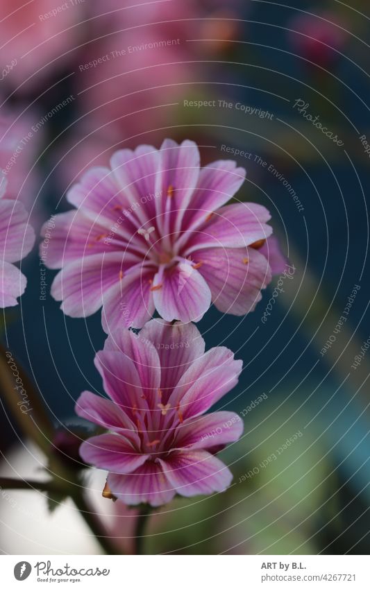 Lewisia cotyledon, auch bekannt als Bitterwurz oder Porzellanröschen porzellanröschen bitterwurz blume blüte blütenblätter floral natur pflanze garten