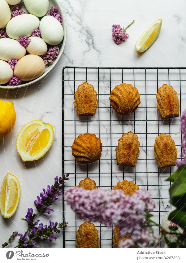 Leckere Madeleines mit frischen Zitronenscheiben und Eiern madeleine Kuchen Leckerbissen süß Lavendel geschmackvoll gebacken Kühlregal Aroma klein Biskuitkuchen