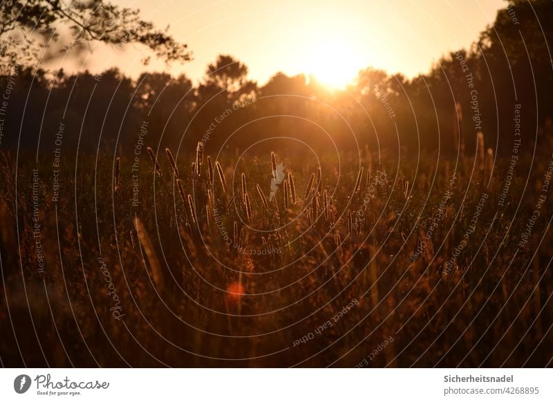 Sonnenuntergang auf dem Lande Sonnenlicht Sonnenstrahlen Landleben Gräser Außenaufnahme Gegenlicht Menschenleer Schönes Wetter Licht Abend Landschaft Natur Gras