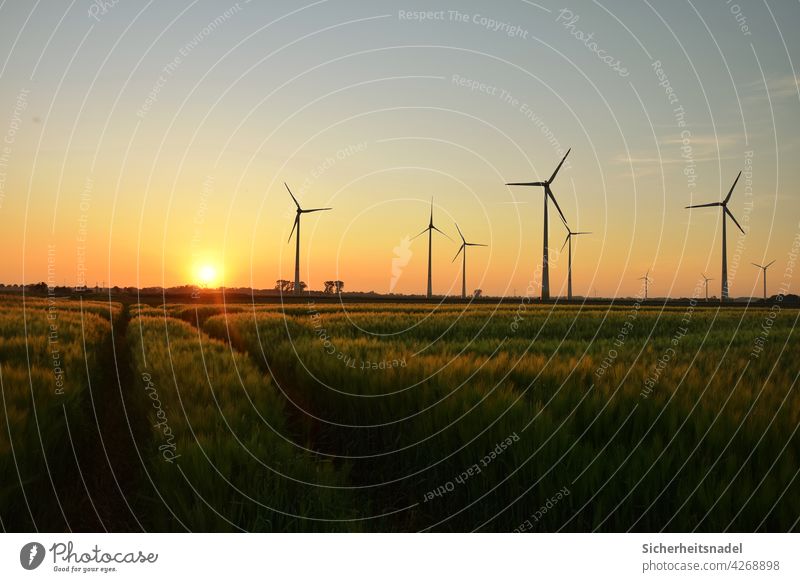 Sonnenuntergang und Windräder Roggen Roggenfeld Nutzpflanze Getreide Getreidefeld Außenaufnahme Sommer Menschenleer Landschaft Natur Feld windräder Sonnenlicht