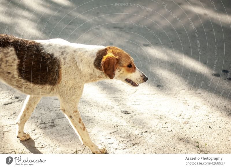 Ein weißer obdachloser Hund mit Ginges-Flecken läuft auf der Straße Ingwer rot Irrläufer Schatten Eckzahn laufen Knochen Tier ungeschützt heimatlos niedlich