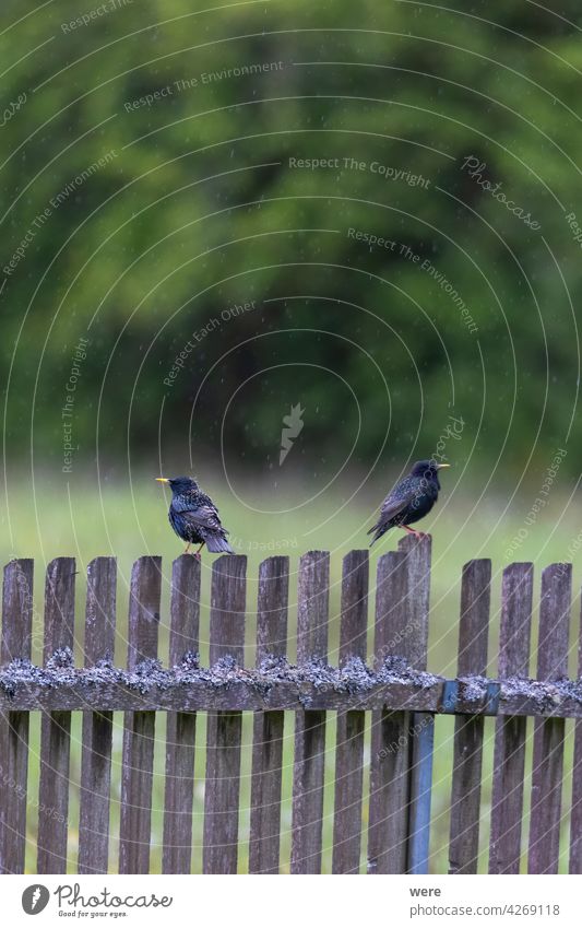 Zwei Stare sitzen im Regen auf einem mit Moos und Flechten bewachsenen Lattenzaun am Waldrand Tier Tiermotive Schnabel schwarz Schwarz und blau Federn