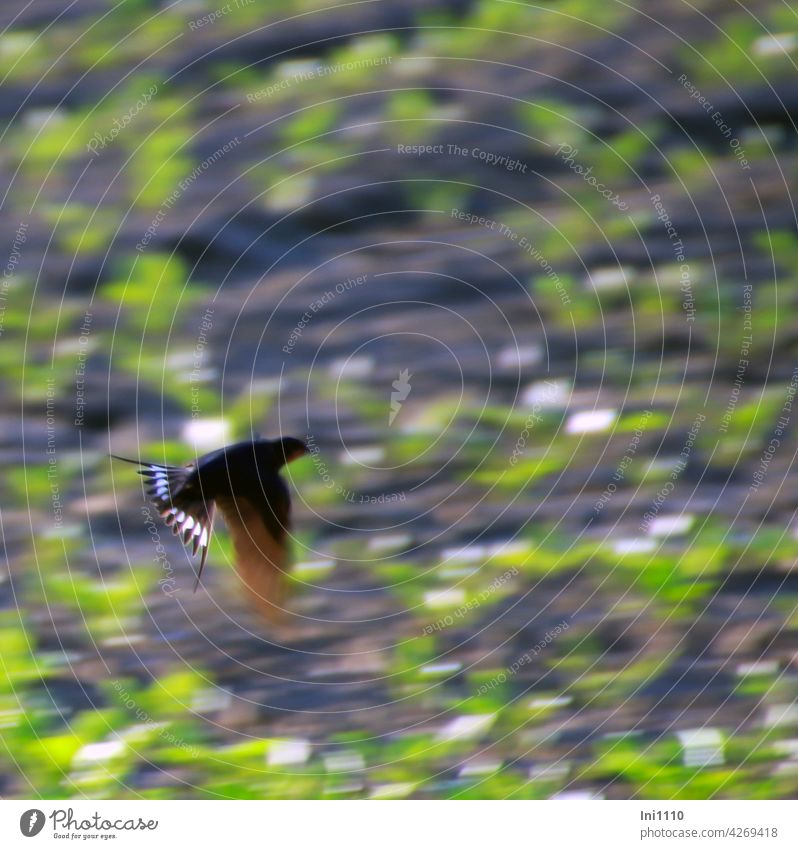 Rauchschwalbe auf Insektenjagd Zugvogel Hausschwalbe Schwalbenvogel Hirundo rustica Flug fliegen Jagen Schwalbenschwanz Schwanzspieße Gabelschwalbe