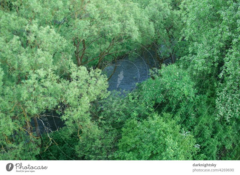 Bäume im Siegtal überdecken den Fluss, Aufnahme eines Naturraums zur frühen Abendzeit Flussufer Wasser Flussufer WasserFlussufer Weide UferFluss