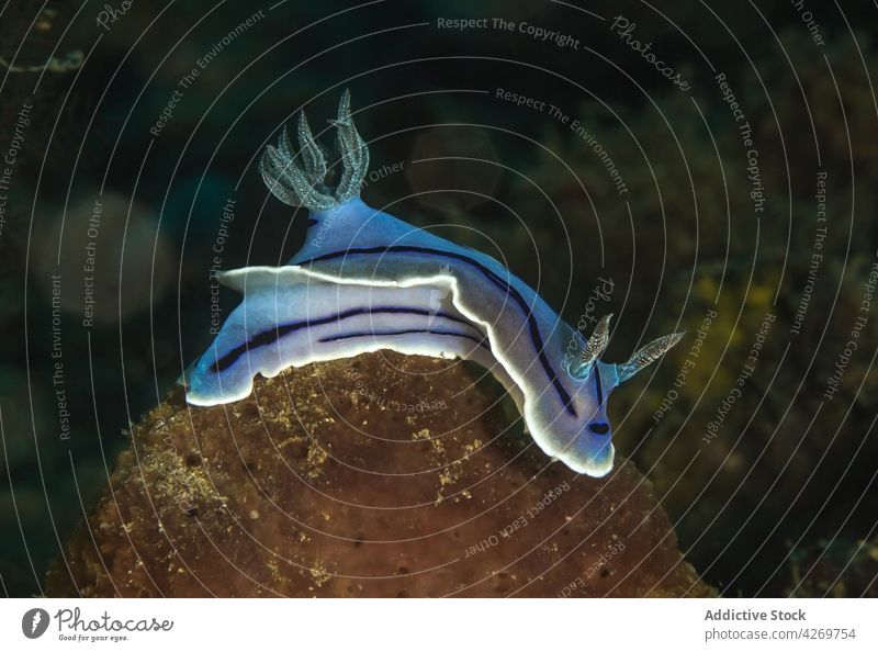 Hellblaue Nacktschnecke schwimmt in transparentem Meerwasser Weichtier Korallen MEER Fauna wild marin Lebensraum reffen Bargeld krabbeln unter Wasser