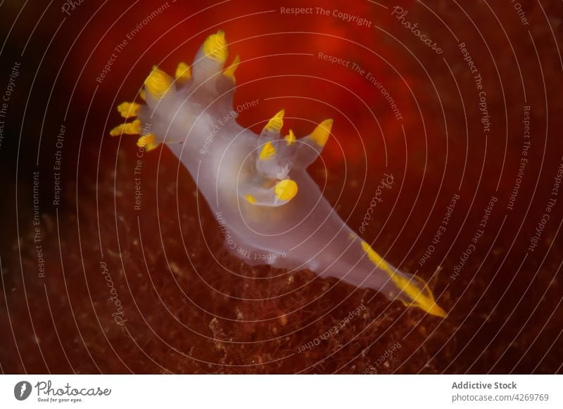 Durchsichtige Nacktschnecke, die in dunklem Meerwasser schwimmt Weichtier Tentakel Polycera quadrilineata Ökosystem Lebensraum durchscheinend unterseeisch