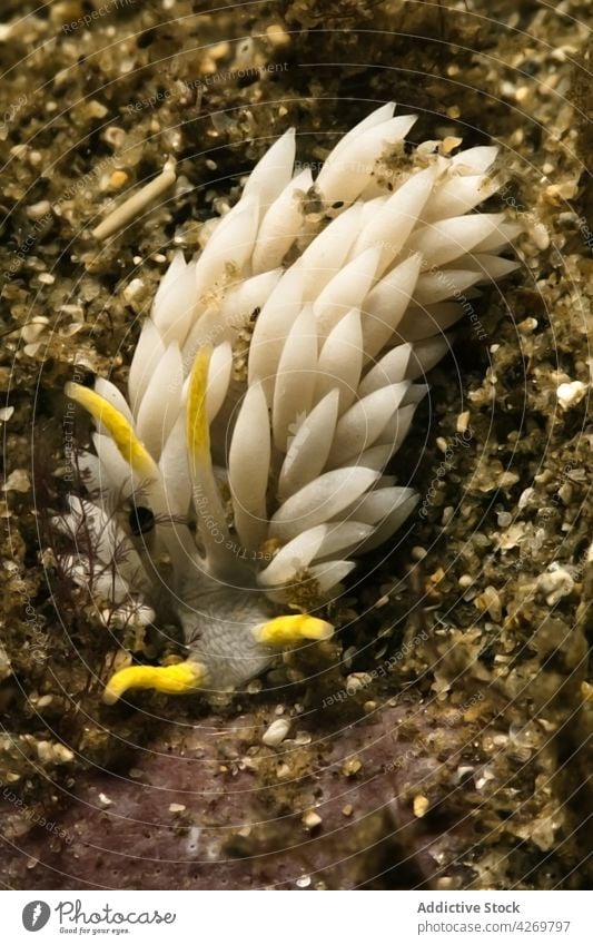 Meeresschnecke auf dem Grund in reinem Wasser Nacktschnecke Weichtier Fauna unter Wasser Tier Fleischfresser Raubtier Lebensraum Tentakel natürlich Gastropode