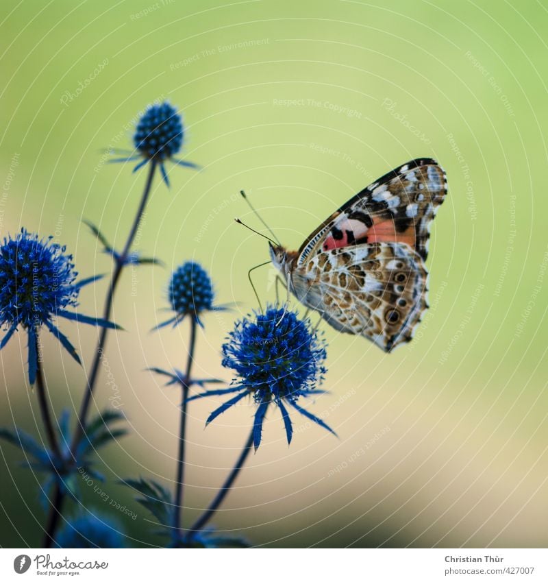 Sommertanz- gut gelandet harmonisch Wohlgefühl Zufriedenheit Sinnesorgane Erholung ruhig Meditation Duft Massage Sommerurlaub Natur Pflanze Tier Schönes Wetter