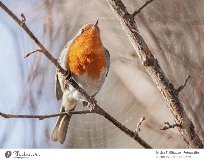 Rotkehlchen im Baum Erithacus rubecula Vogel Wildvogel Tiergesicht Kopf Schnabel Auge Federn Gefieder Flügel Krallen Beine Äste Zweige Zweige u. Äste Sonne