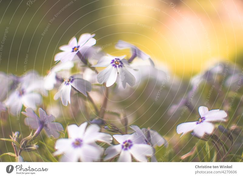 Blüten des Polster-Phlox im Garten im Gegenlicht Polsterphlox Blümchen Flammenblume Frühling phlox subulata Staude Stauden Polsterstaude blühend Natur