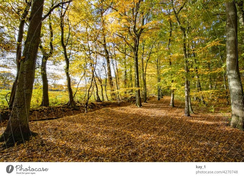 Laubwald im Herbst herbstlich Herbstlaub Herbstfärbung Herbstbeginn Herbstwald Herbststimmung Bäume Wald Waldlichtung Waldrand Feld Feldrand Natur