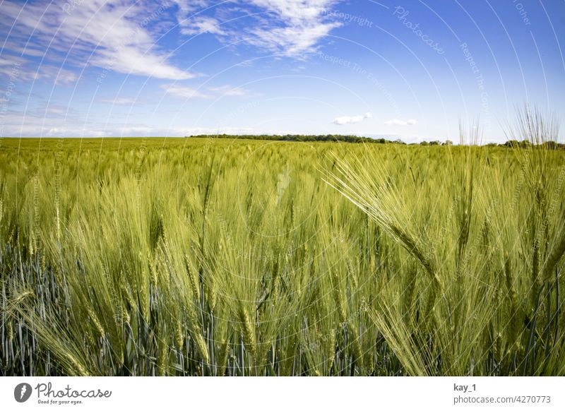 Getreidefeld im Mai unter blauem HImmel Feld Getreidehalm Getreideacker getreideanbau Sommer Nutzpflanze Kornfeld Landwirtschaft Natur Ähren Ackerbau Ernährung