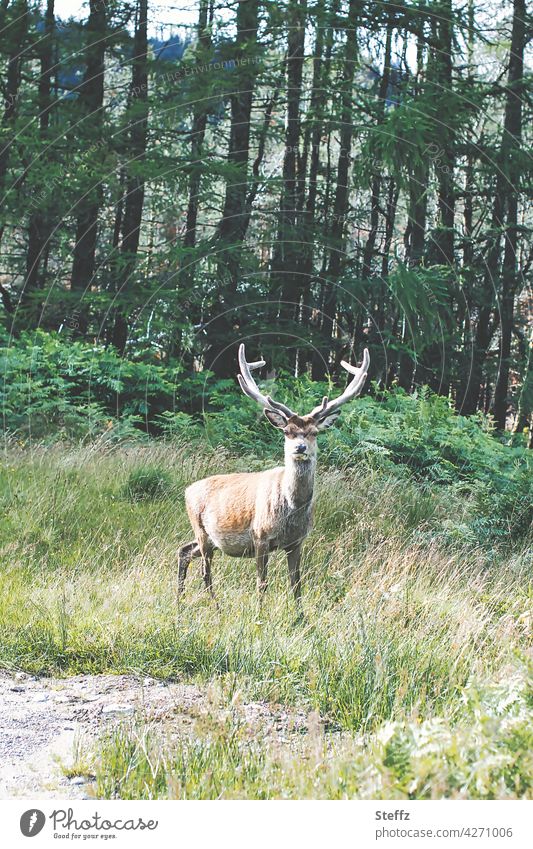 Monarch of the Glen Hirsch Rothirsch Schottland schottisch freilebend Edelhirsch Rotwild Hirschgeweih Geweih Freiheit Idylle Ruhe begegnen Stille Begegnung