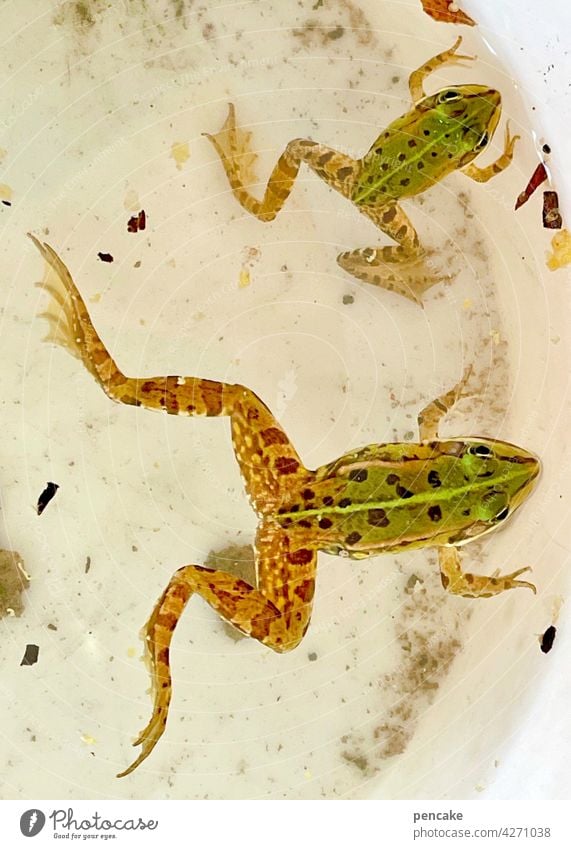 1700 | abstrampeln Frosch Eimer fangen Garten Grün Teich gefangen zwei amphibien Nahaufnahme wachsen Anstrengung Mühe Arbeit Wasser leben