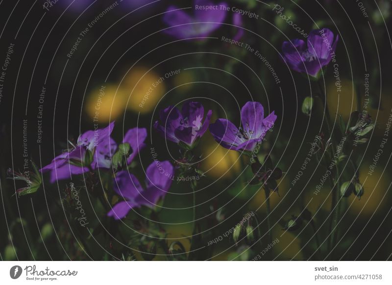 Geranium sylvaticum, Wald-Storchenschnabel, Wald-Storchschnabel. Leuchtend lila und gelbe Blumen auf grüner Wiese im Sonnenlicht. Bunte sonnige Blumenlandschaft. Lila und gelbe Wildblumen Hintergrund.