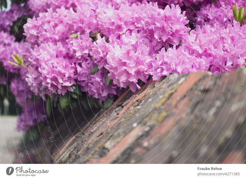 Rhododendron Blütenpracht in pink wächst über eine Mauer Rhododendronblüten rosa blühend Backstein Alpenrose Garten prachtvoll Blütezeit Mai April Frühling