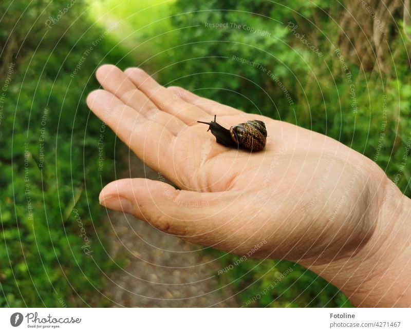 Schnecke gerettet! freut sich Fotoline und setzte die Kleine ins Gras. Schneckenhaus langsam Fühler Tier schleimig Schleim Haus Nahaufnahme Geschwindigkeit