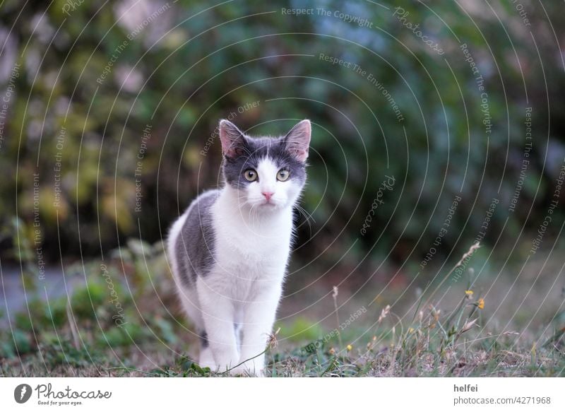 Grau weiße Katze im Garten blickt direkt in die Kamera Langhaarige Katze fluffig Haustiere Pussycat junge Katze Mietzekatze Hauskatze Freigänger Farbfoto