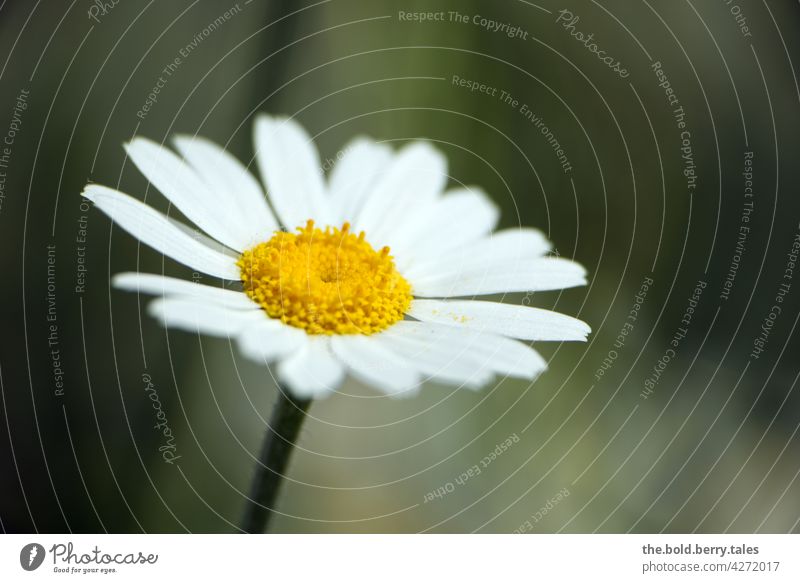 Margarite Margerite Blume weiß Pflanze Blüte Natur Sommer Außenaufnahme Farbfoto grün Blühend Tag Menschenleer gelb Wiese Nahaufnahme Garten schön