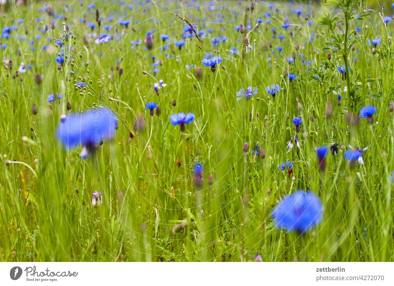 Wiese mit Kornblumen acker blau blaue blume feld frühjahr frühling kornblume lichtung natur romantik romantisch sommer wachstum wiese wild wildwiese zyane