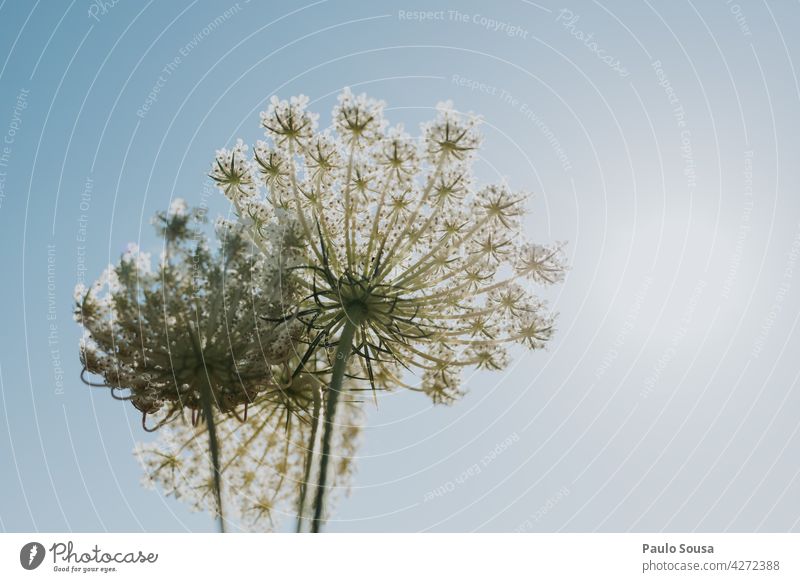 Wilde Blumen gegen den Himmel wild Wildpflanze Hintergrund Textfreiraum natürliches Licht Tageslicht Blüte Unschärfe Wildblumen Blühend Natur Pflanze