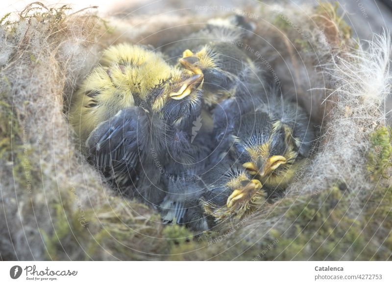 Meisenkinder  im Nistkasten Natur Tiere Vogel Blaumeise Singvögel Küken klein Wildtier Feder Schnabel Tag Tageslicht Tod tot Trauer Verlust Umwelt Gelb Grau