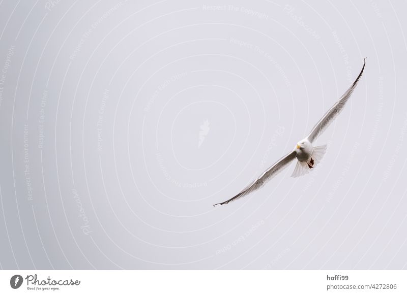 die Möwe gleitet ruhig dahin Möwenvögel Möwenfliegen Wildtier Vorderansicht Rotschnabelmöwe ästhetisch elegant Larus dominikanus Mantelmöwe Dominikanermöwe