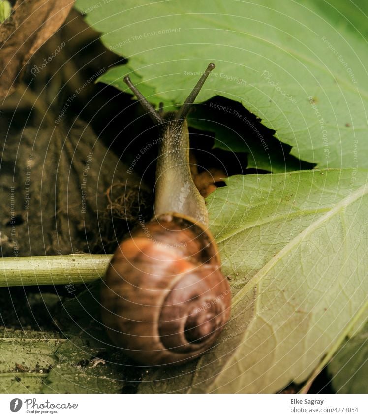 Schnecke beim fressen.... Fühler Natur Außenaufnahme schleimig Menschenleer Farbfoto Schneckenhaus garten Schwache Tiefenschärfe Tag