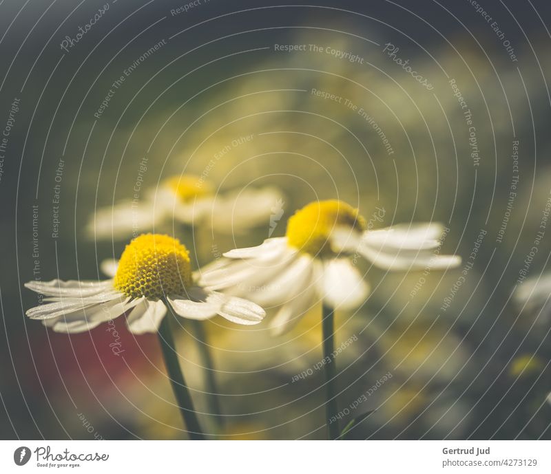 Kamillenblüten im Abendlicht Blume Blumen und Pflanzen Blüte Farbe weiss Natur Garten Sommer Farbfoto Außenaufnahme Nahaufnahme Wiese Abenddämmerung Abendsonne