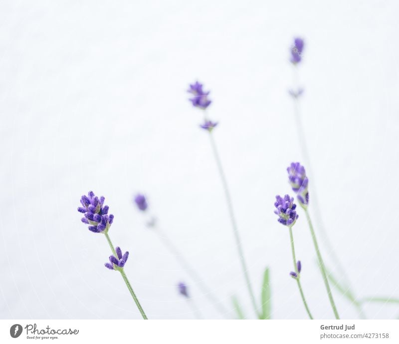 Lavendelblüten vor weißem Hintergrund Blume Blumen und Pflanzen Blüte Farbe lila Frühling Natur Garten Farbfoto Sommer Blühend Heilkräuter Heilpflanzen schön