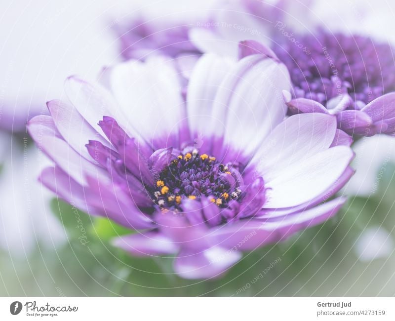 Lila Kapmargarite in Blüte Blume Blumen und Pflanzen Farbe lila Frühling Natur Sommer Garten Blühend Farbfoto Außenaufnahme Nahaufnahme natürlich violett