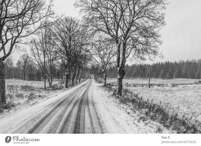 eine Allee im Winter Baum Schnee kalt Straße Frost Eis Landschaft Außenaufnahme Menschenleer weiß Natur Tag Winterurlaub Wege & Pfade Zentralperspektive Klima