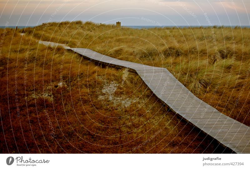 Darßer Ort Umwelt Natur Landschaft Pflanze Klima Gras Küste Ostsee natürlich wild Stimmung Erwartung Tourismus Ferien & Urlaub & Reisen Düne Farbfoto