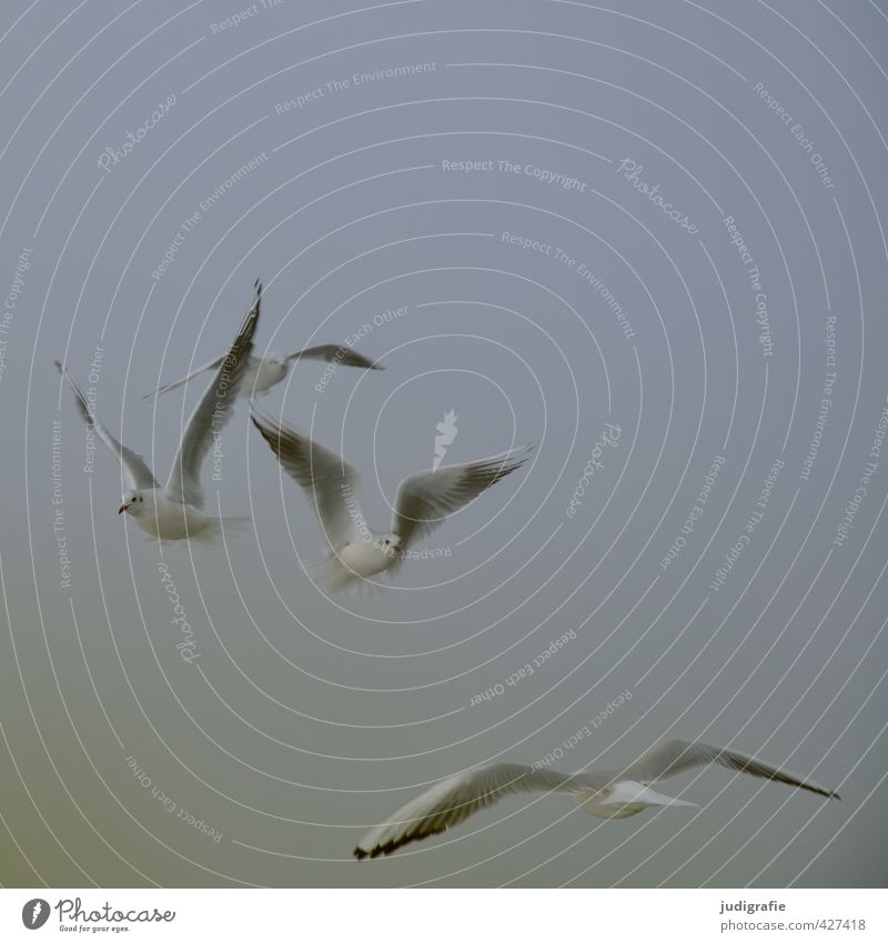 Fliegen Umwelt Natur Tier Himmel Klima Nebel Küste Ostsee Wildtier Vogel Möwe Lachmöwe 4 Schwarm fliegen natürlich wild Stimmung Farbfoto Gedeckte Farben