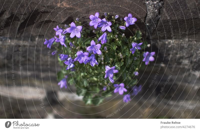 Violette Glockenblume verziert eine Mauer Hängepolster-Glockenblume violett grün grau Steine Mauerblümchen glitzern in der Sonne Kontrast Blüte Blume Pflanze